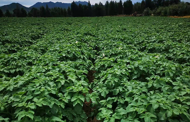 巴林左旗薯丰洋农业科技有限公司