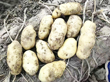 薯丰7号薯种