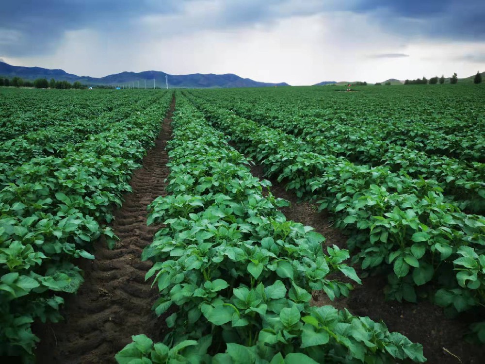 1640912295666146.jpg 马铃薯培育种植